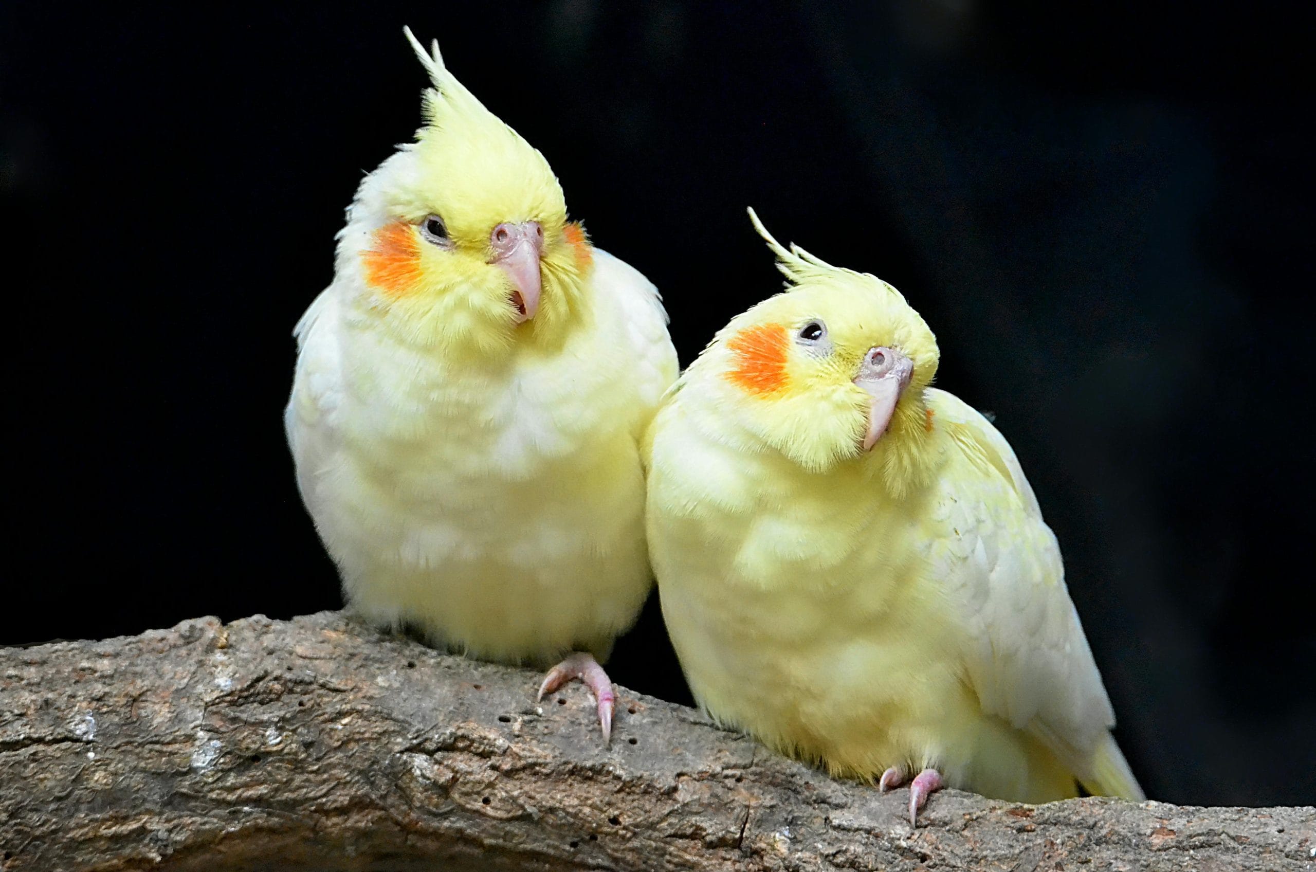 Buy Lutino Cockatiel Pair - Radiant Yellow Bird with Red Eyes