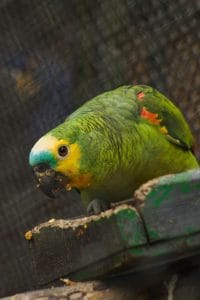 Buy Orange Wing Amazon Parrot - Green Bird with Blue Face