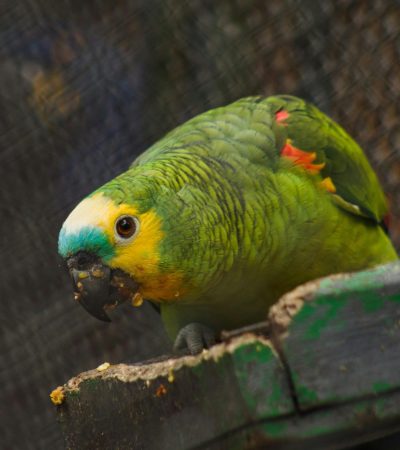 orange wing amazon parrot punjab