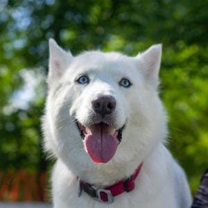 Siberian Husky - White Color