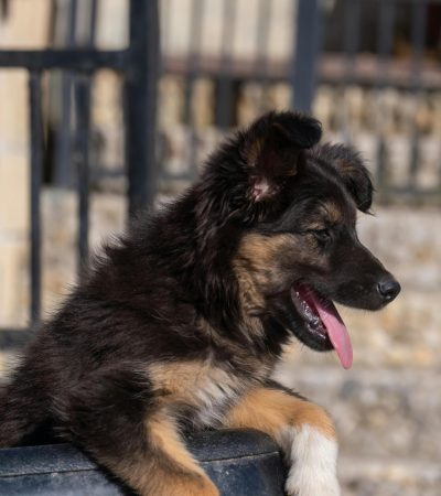 black and tan german shepherd puppy punjab