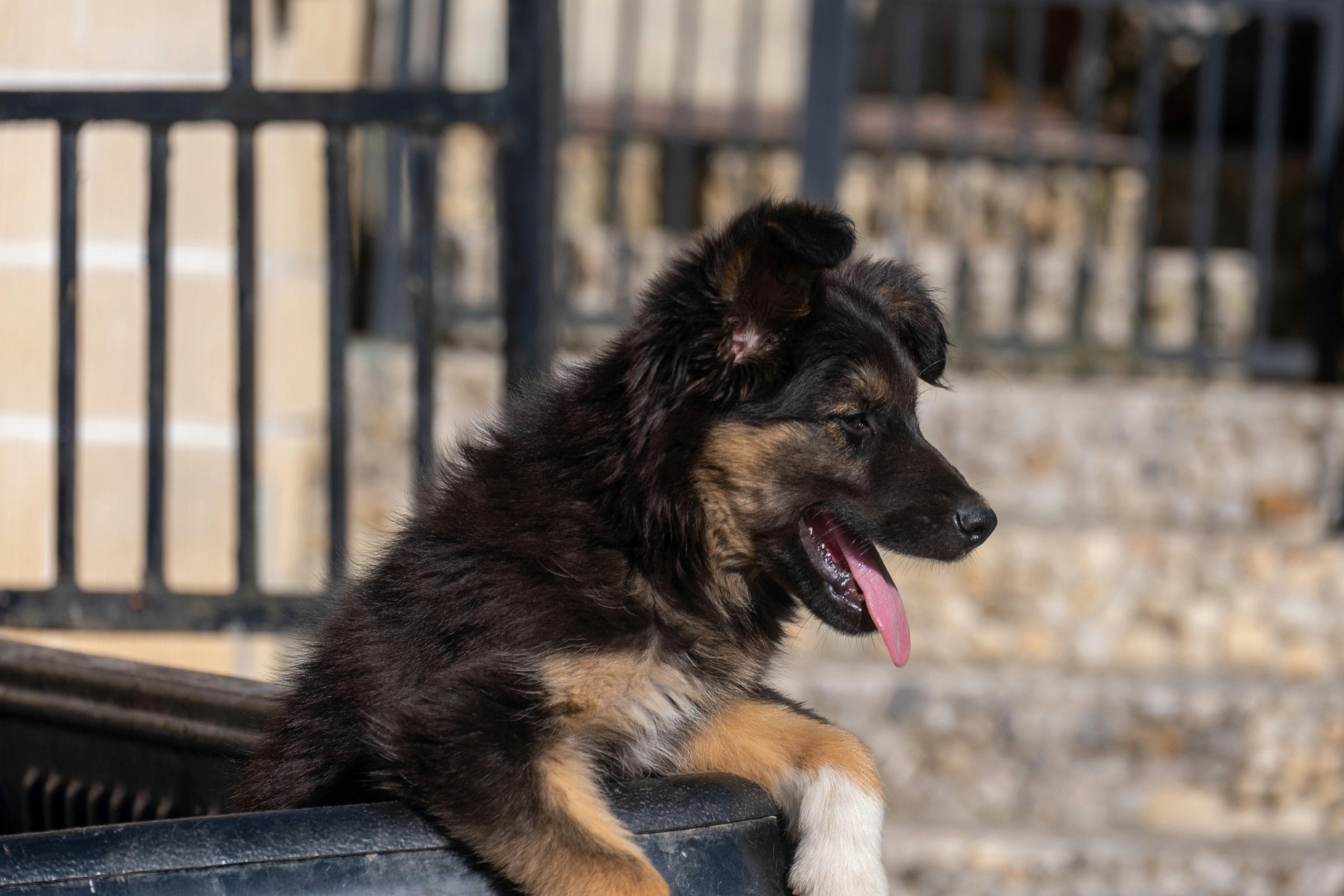 Buy Black and Tan German Shepherd - Classic Saddle Pattern Pup