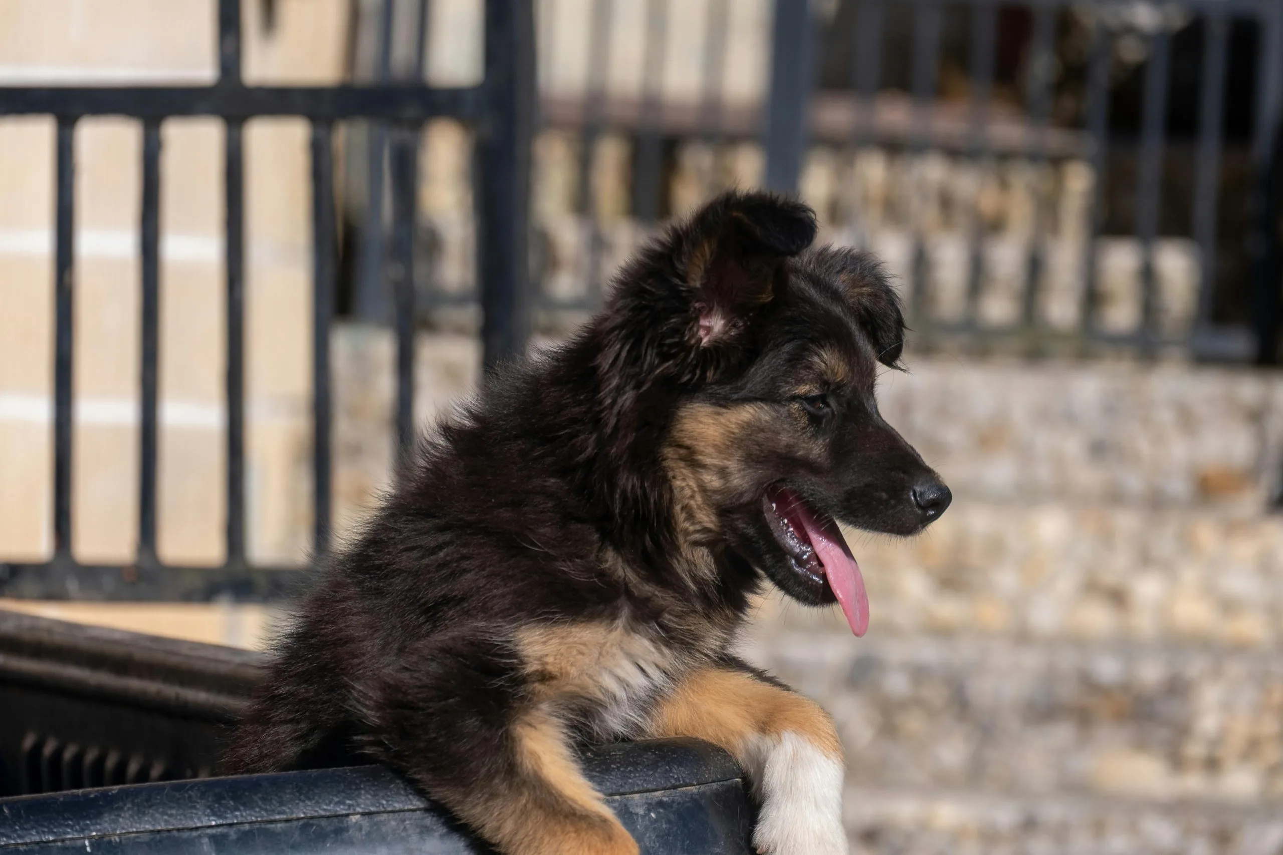 Buy Black and Tan German Shepherd - Classic Saddle Pattern Pup