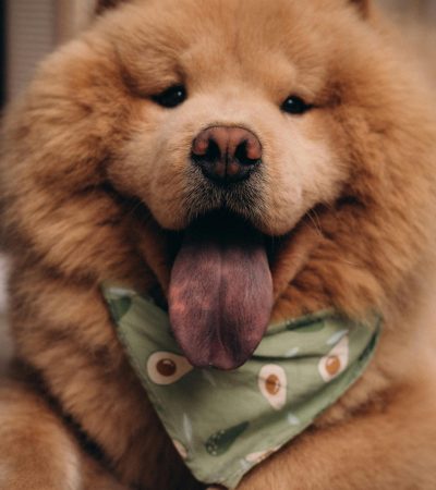 Chow Chow Puppies & Adult | Red Color