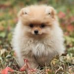 Pomeranian Puppy /Adult | Cream Color