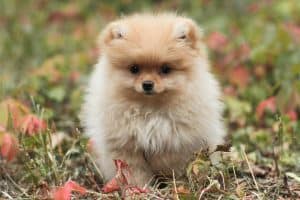 Parti Pomeranian Bhopal - White and Brown Puppy for Sale