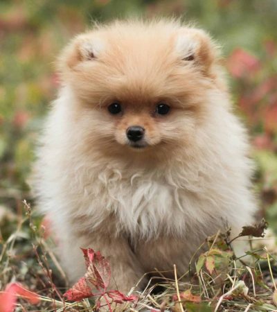 white and brown pomeranian punjab