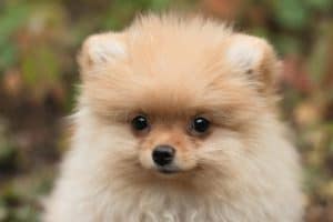 Cream Pomeranian Price Bhopal - Solid Cream Fluffy Puppy for Sale