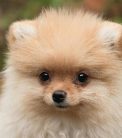 cream pomeranian punjab