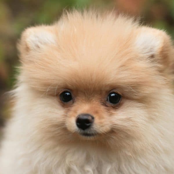 Cream Pomeranian Price Bhopal - Solid Cream Fluffy Puppy for Sale