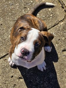 English Bull Dog Puppy