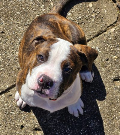 English Bull Dog Puppy