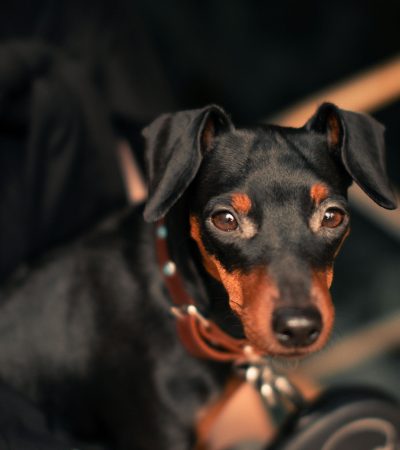 Miniature Pinscher Puppy