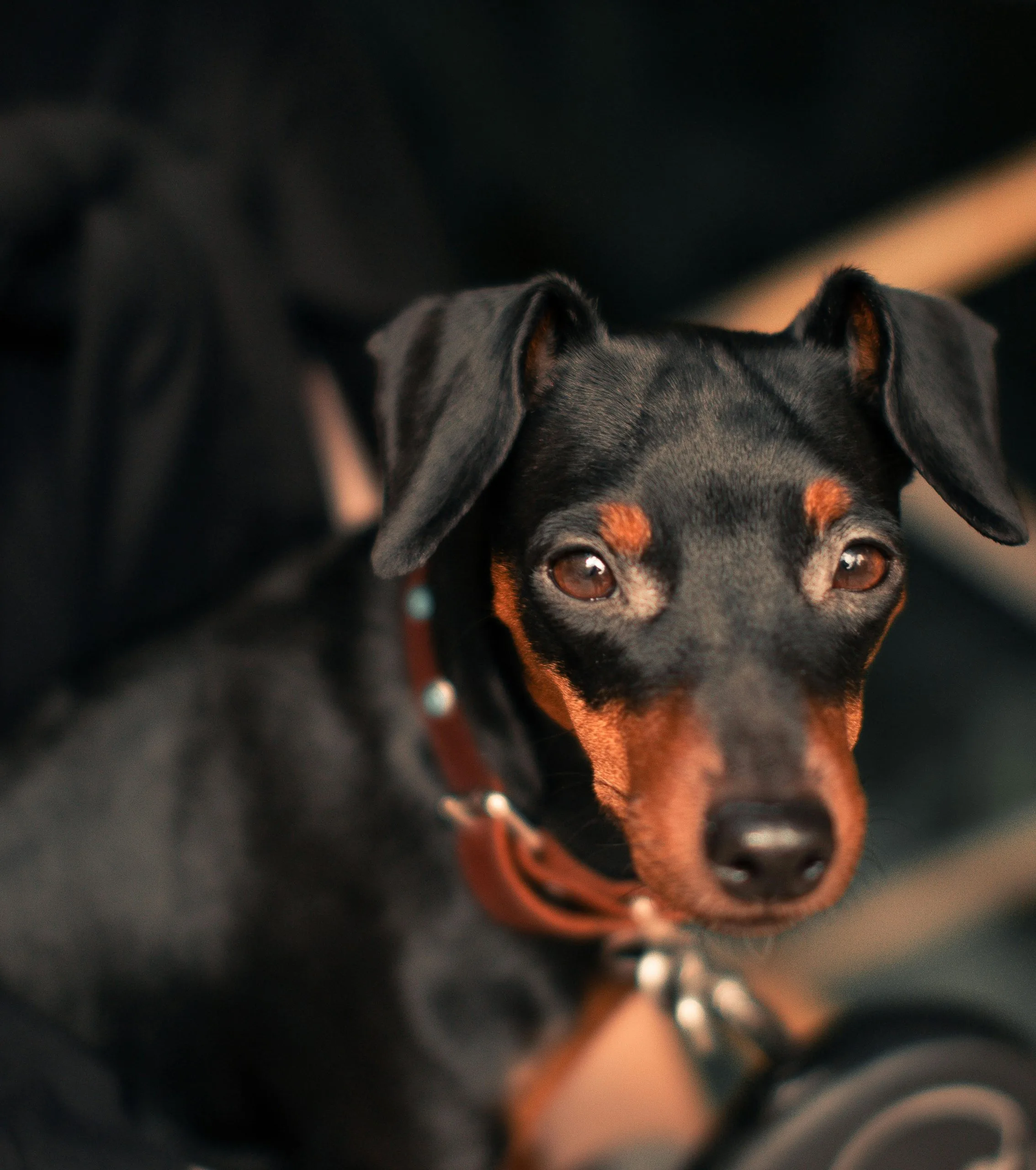 Miniature Pinscher Puppy