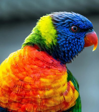 rainbow lorikeet punjab