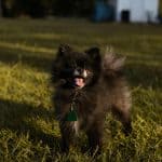 Black Pomeranian Bhopal - Solid Black Fluffy Puppy for Sale