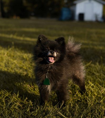 black pomeranian punjab