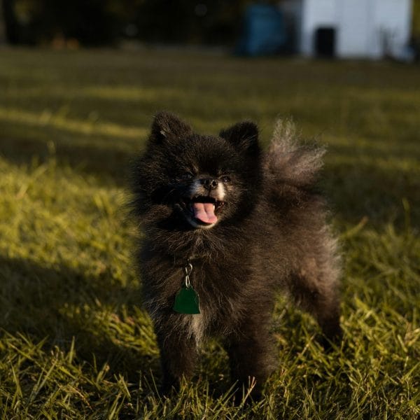 Black Pomeranian Bhopal - Solid Black Fluffy Puppy for Sale