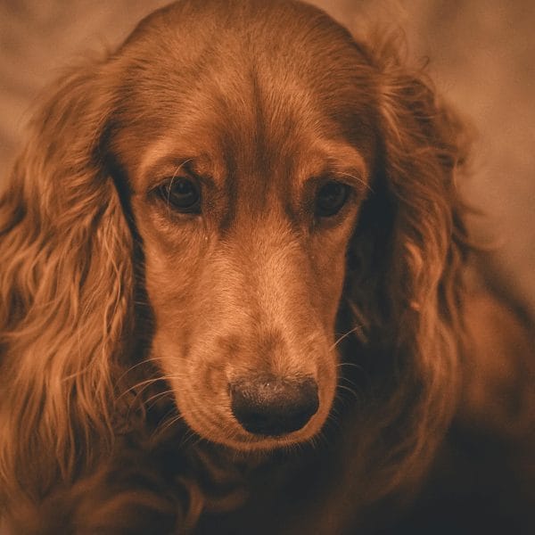 Buy Brown Cocker Spaniel Puppy - Healthy Earthy Brown Pup