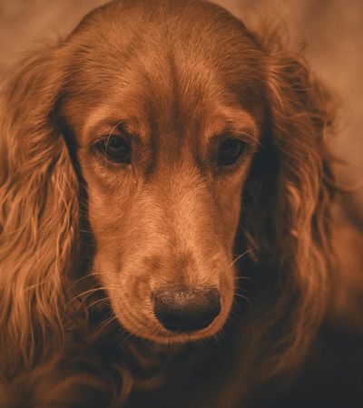 brown cocker spaniel punjab