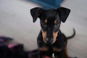 Buy European Doberman Puppy - Elite Guard Dog with Heavy Bone