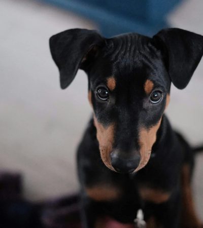 european doberman puppy punjab