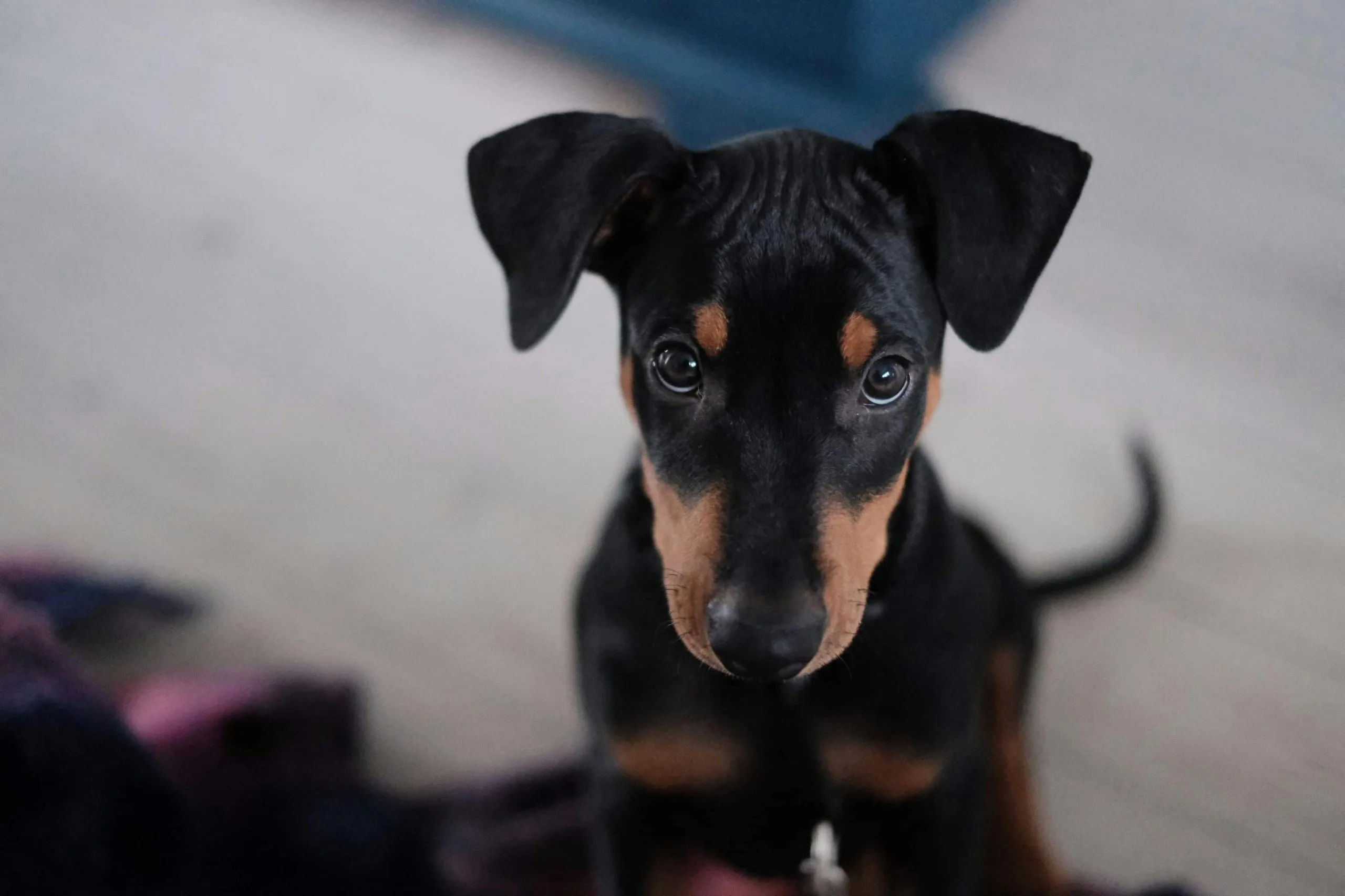 Buy European Doberman Puppy - Elite Guard Dog with Heavy Bone