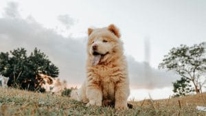 Buy Cream Chow Chow Puppy - Rare White Lion Like Pup