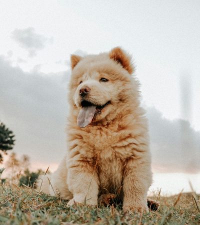 cream chow chow punjab