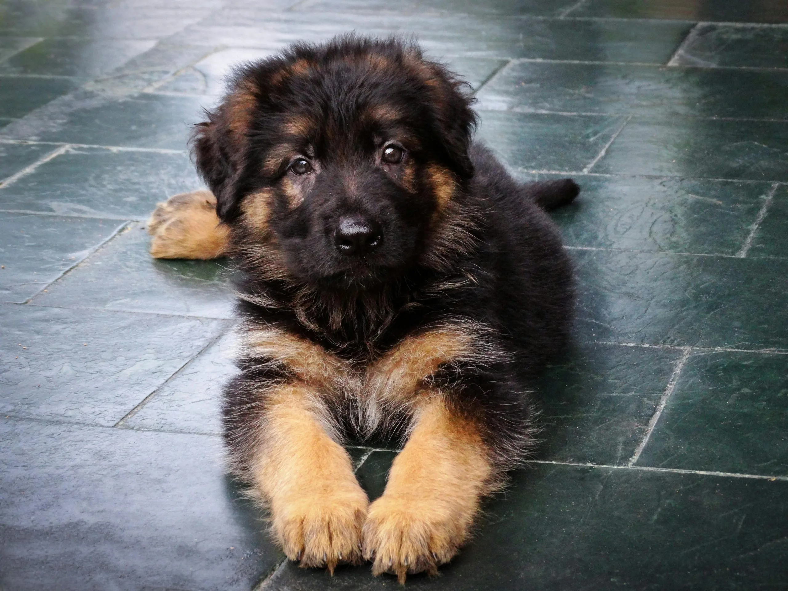 Shepherd Puppy/Adult - Black and Tan