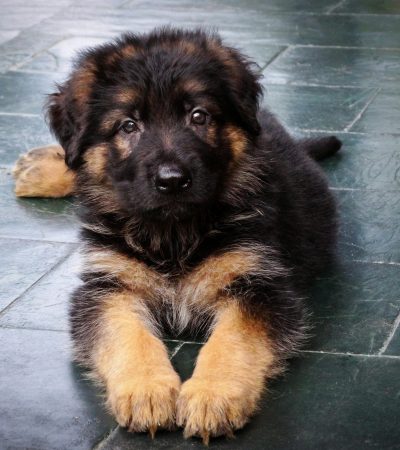 German Shepherd Puppy Price & Availability in Chandigarh