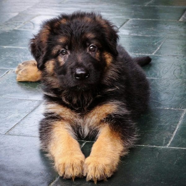 German Shepherd Price in Bhopal - Black and Tan Double Coat Puppy