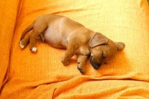 Dachshund Puppy /Adult | - Chocolate