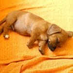 Dachshund Puppy /Adult | - Chocolate