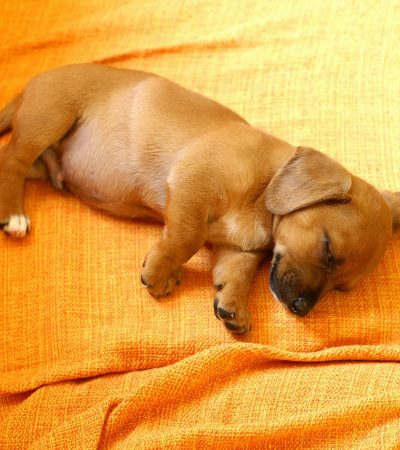 Dachshund Puppy /Adult | - Chocolate