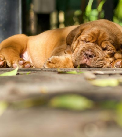 french mastiff puppy punjab