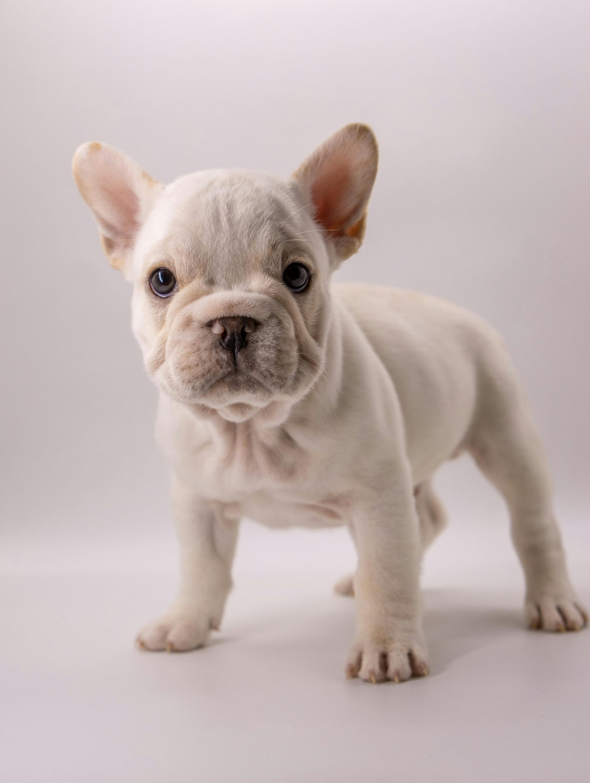 French Bulldog Puppy / Adult | White Color