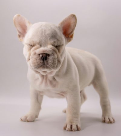 French Bulldog Price in Punjab - White Frenchie Puppy for Sale