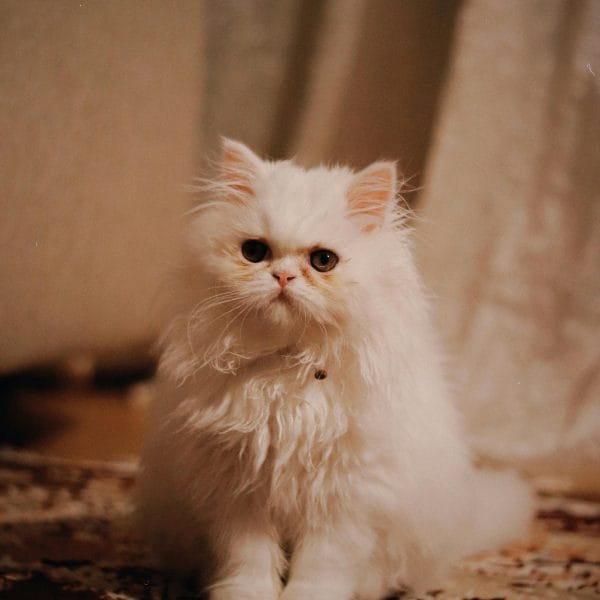 Buy Punch Face Persian Cat - Extreme Flat Face Kitten