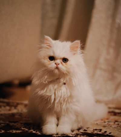 punch face persian cat kitten punjab
