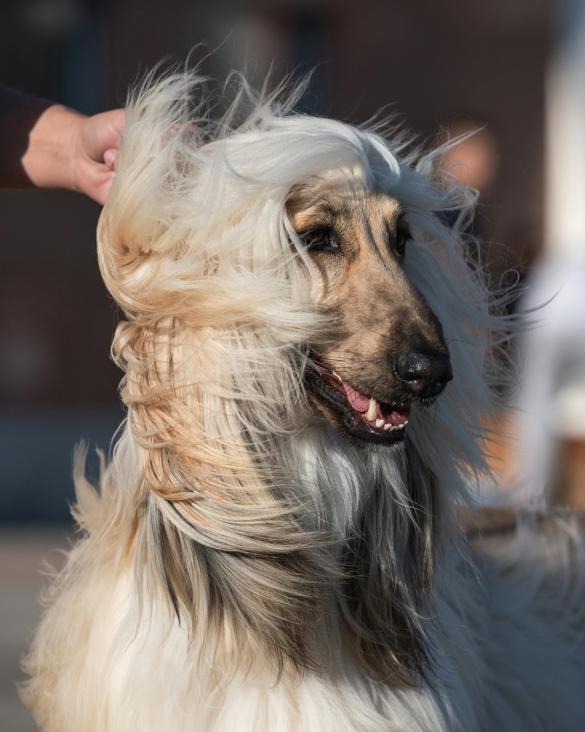 Afghan Hound - Gold