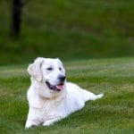 Labrador Retriever Puppy / Adult - White