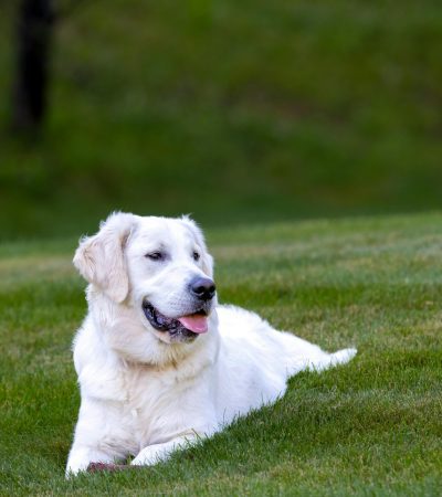 Labrador Retriever Puppy / Adult - White