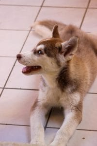 Siberian Husky Copper & White
