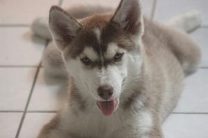 Siberian Husky Price Bhopal - Copper and White Super Wooly Puppy