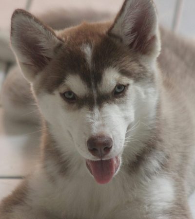 siberian husky punjab