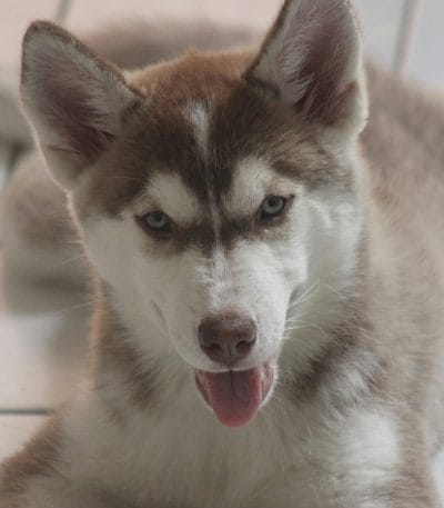 Siberian Husky Price Bhopal - Copper and White Super Wooly Puppy