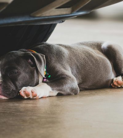 lilac tri-color american bully standard puppy punjab