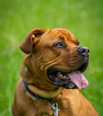French Mastiff Puppy