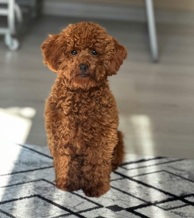 toy poodle punjab